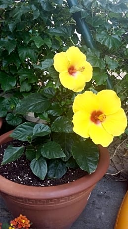 Hotel Yamaguchi - Alojamientos en SANGUESA