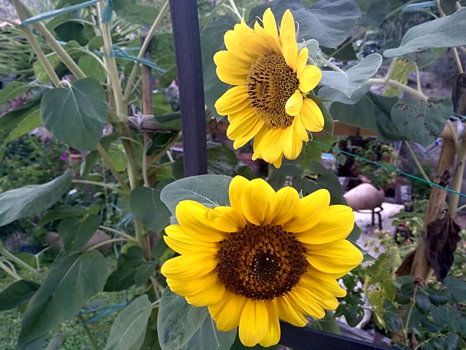 Agriturismo L'Uliveto