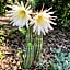 Antares Homestay