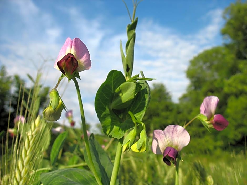 Le Moulin du Barthas