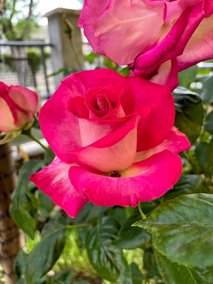 La casa di Celeste B&B