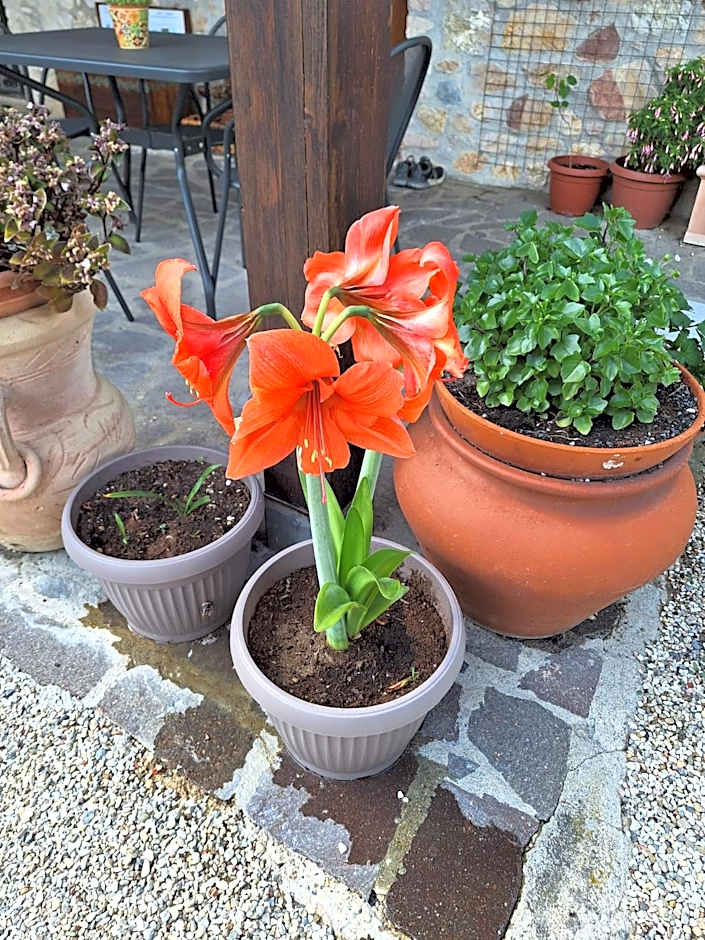 B&B Le Terrazze