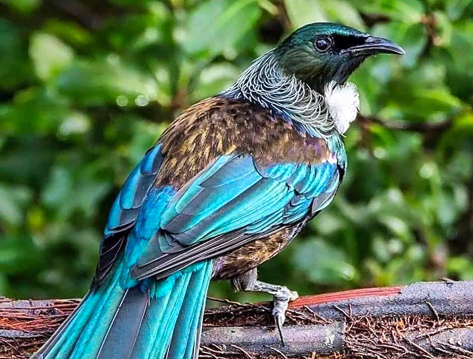 Manakau House The Old Manakau Hotel 1920