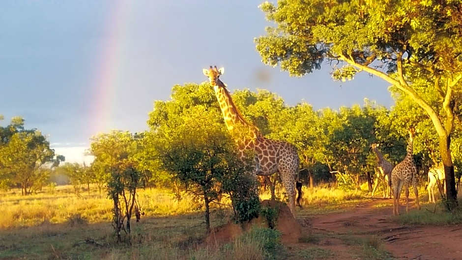 Lindani Game and Lodges