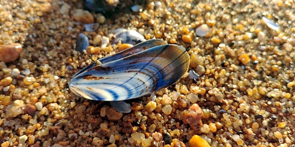 Chambre d'hôtes près de la plage