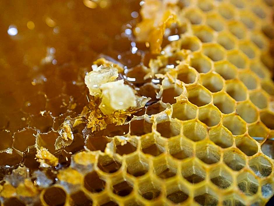 greet hotel Castets Coeur des Landes