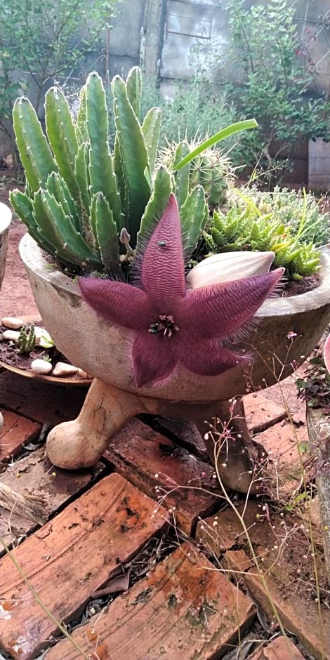 Café com Arte Pousada Ecológica