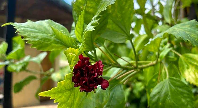 Victory Seaside Home powered by Cocotel