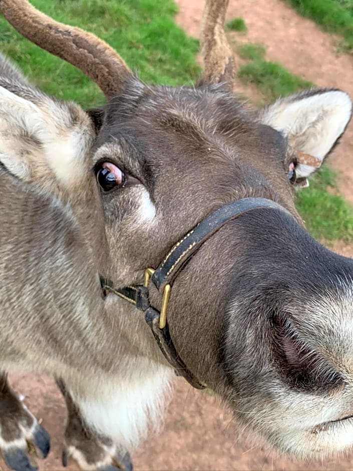 The Reindeer Retreat Daisy Double