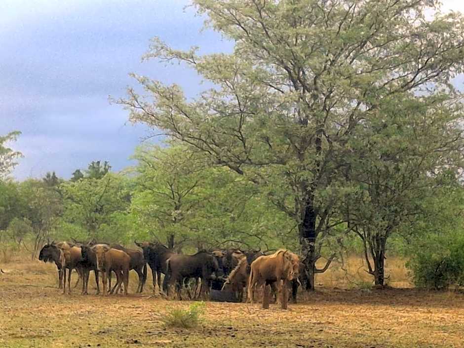 Kigeni Safari Lodge & Spa