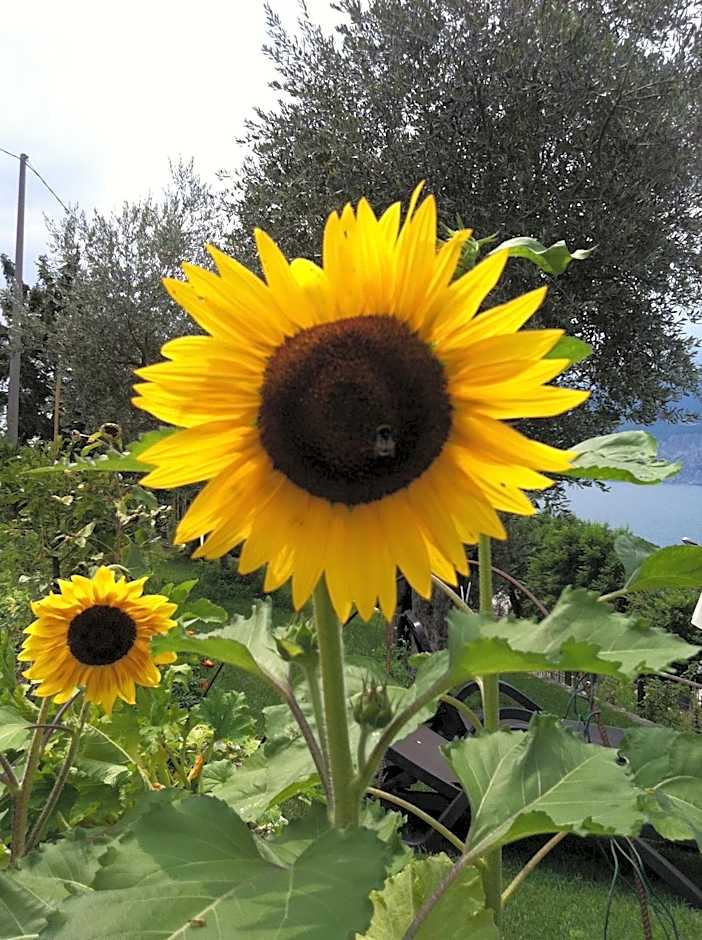 Villa Treccani Apartments