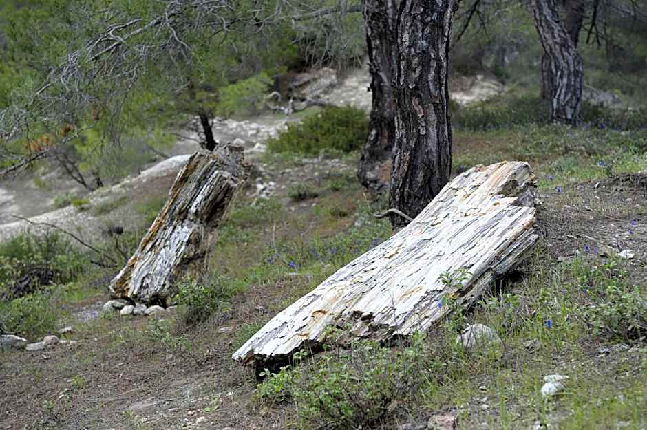 Apolithomeno Dasos Holiday Villas near Alexandroupolis