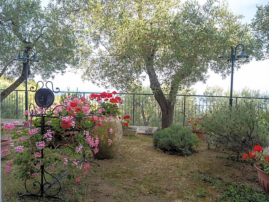 Tra Gli Ulivi