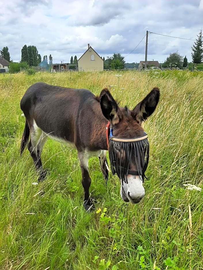 Les deux anes