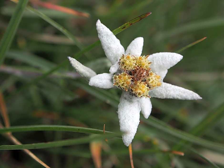 Edelweisshütte Ladurns