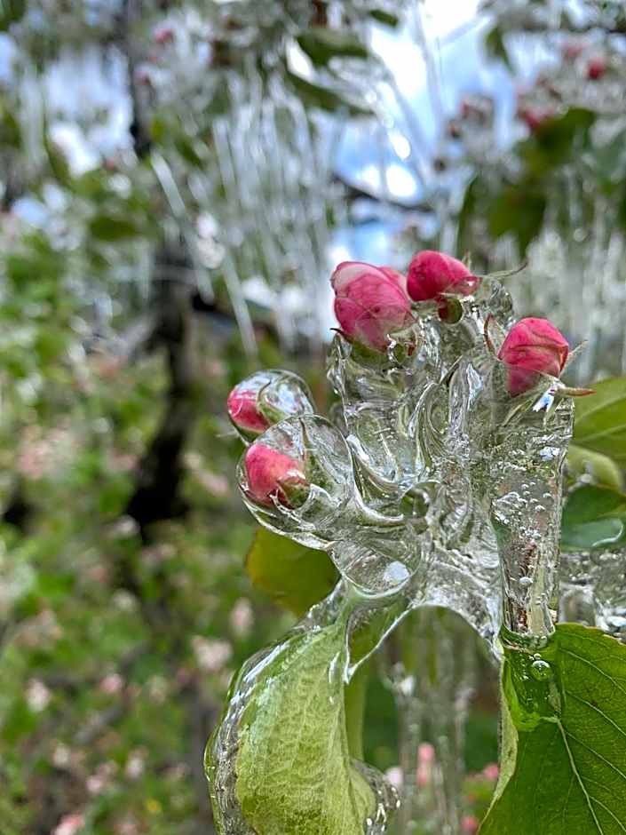 Tannerhof Bed & Breakfast