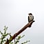 Foxy Crocodile Bush Lodge & Kruger Safaris
