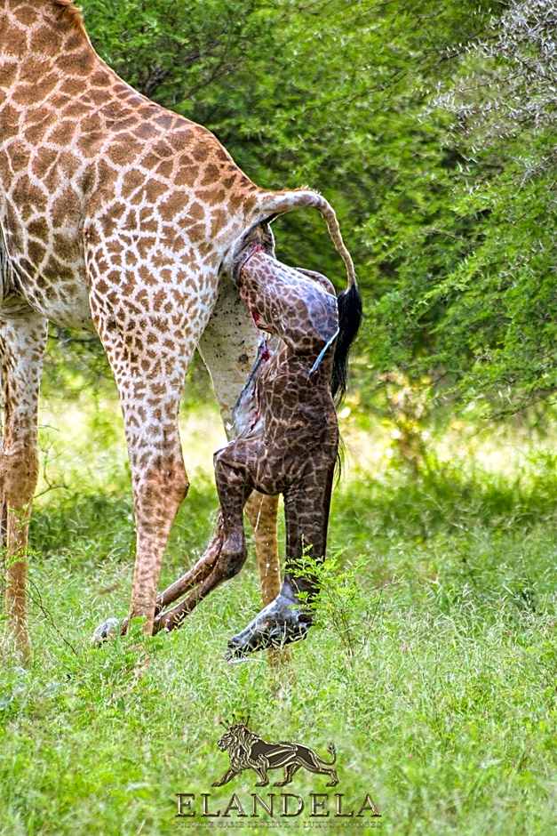 Elandela Private Game Reserve and Luxury Lodges Pty Ltd