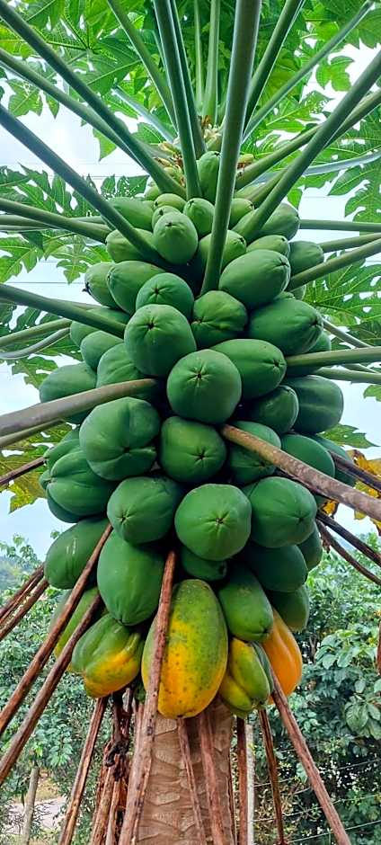 Rancho Acácia São Roque