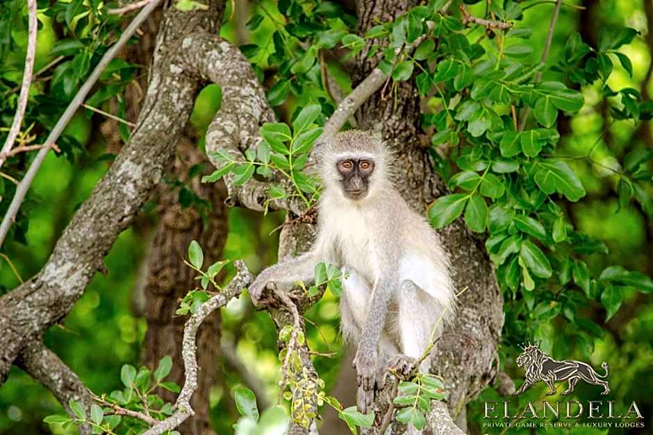 Elandela Private Game Reserve and Luxury Lodges Pty Ltd