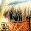 Siargao Tropic Hostel
