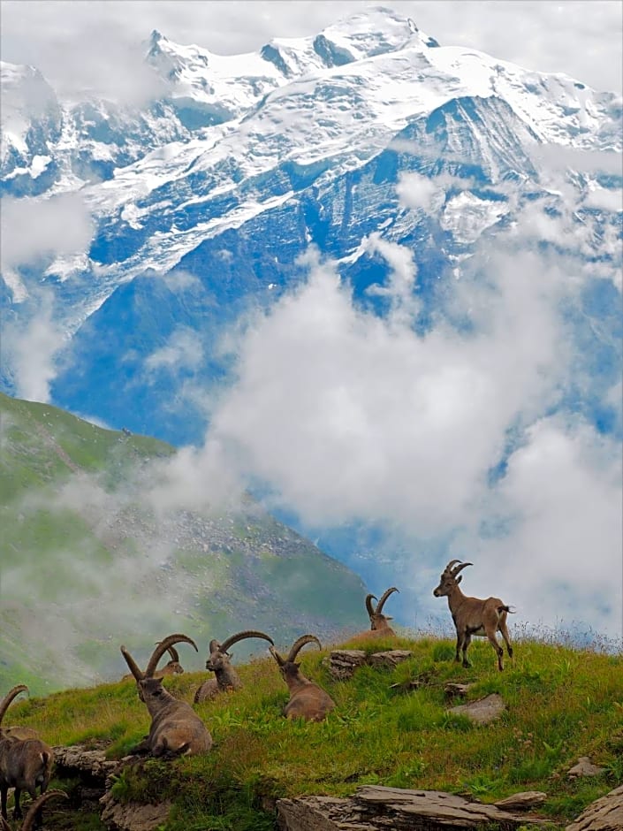 Chalet Arpitan - rentals