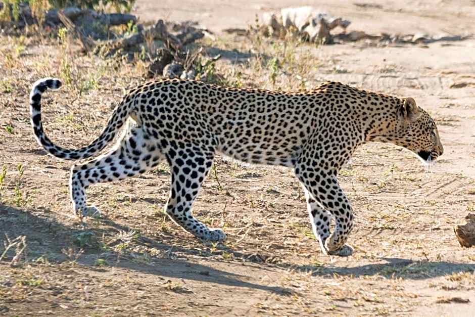 Sefapane Lodge and Safaris