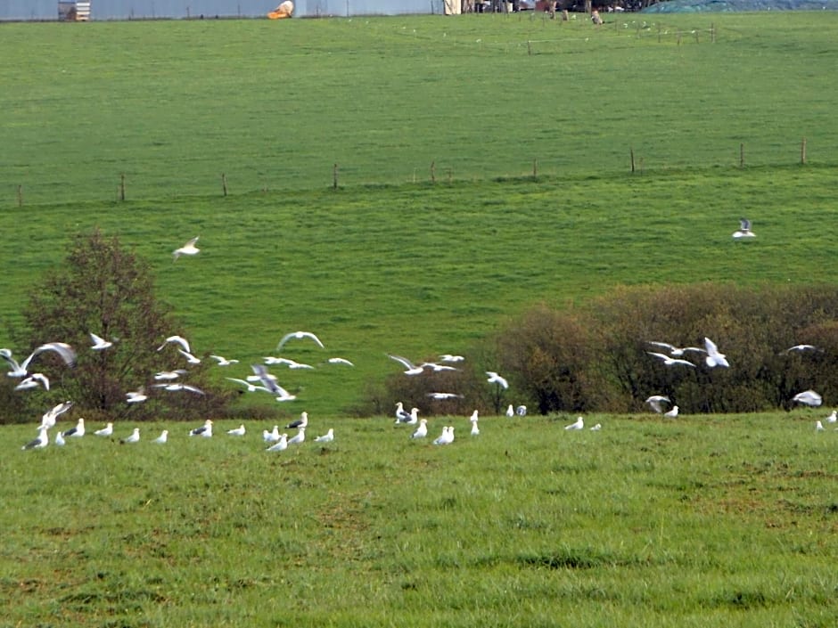 Chambre D'hôtes La Basse Gougeonnière