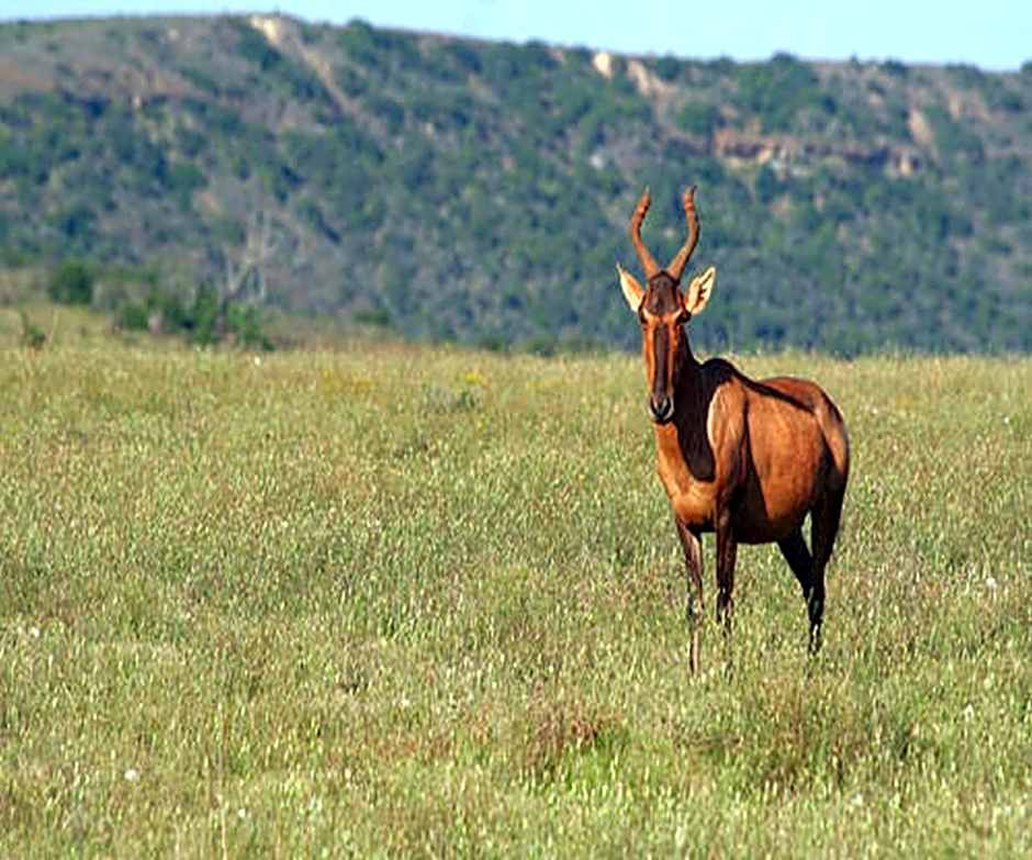 Leeuwenbosch Country House - Amakhala Game Reserve