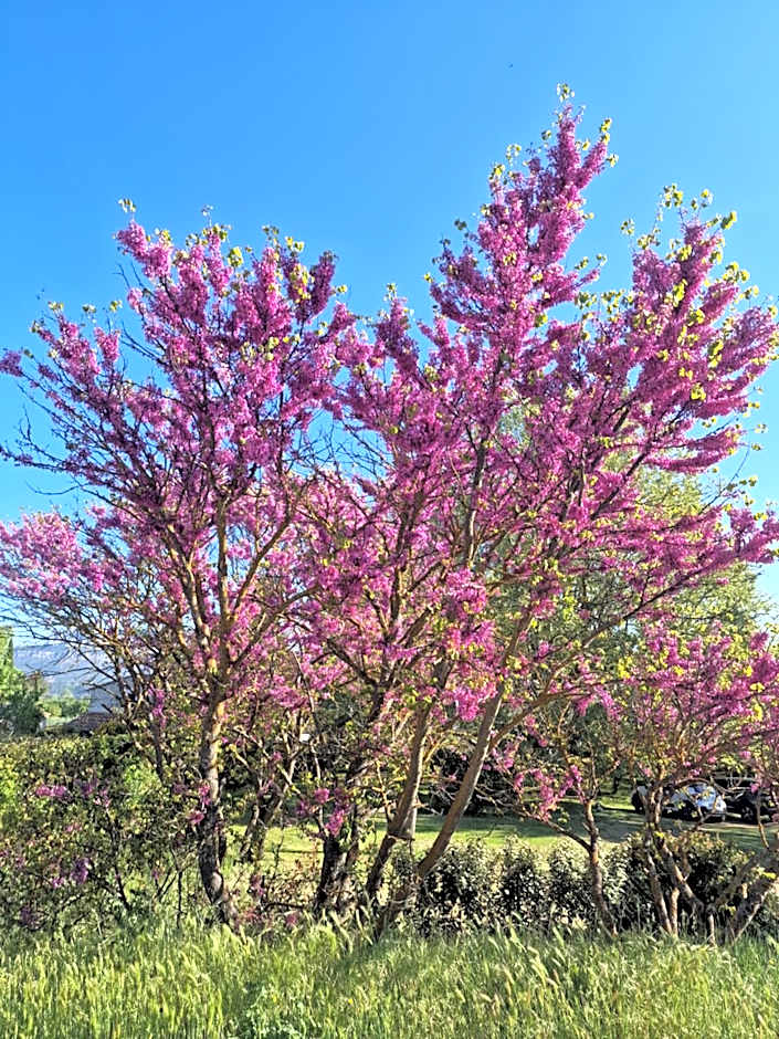 1560- Domaine Des Cinq Jardins- A Magical and Authentic Mansion