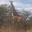 42@ Ditholo Game Lodge