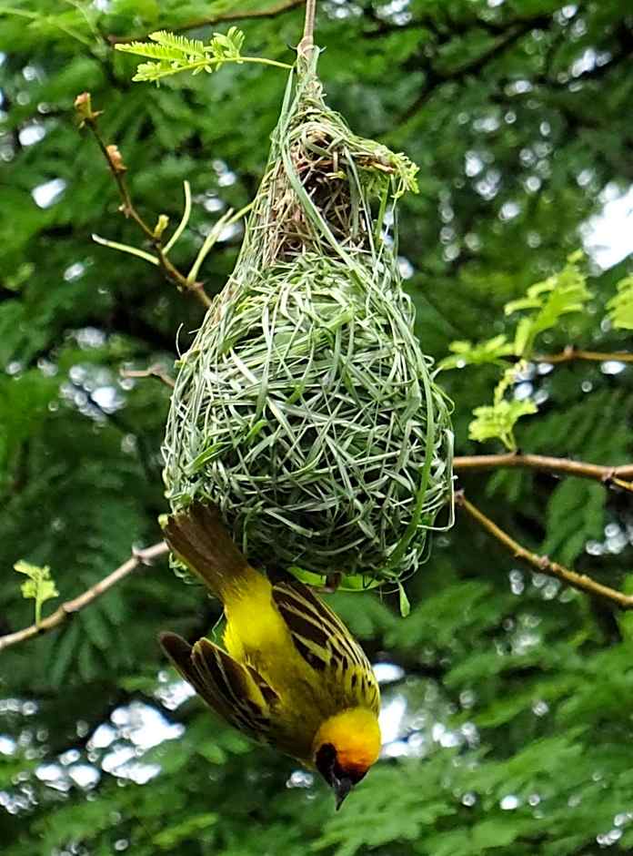 Schrikkloof Private Nature Reserve, home of The Lions Foundation