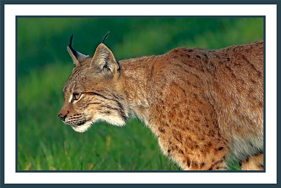 LES CHAMBRES DE LIANE