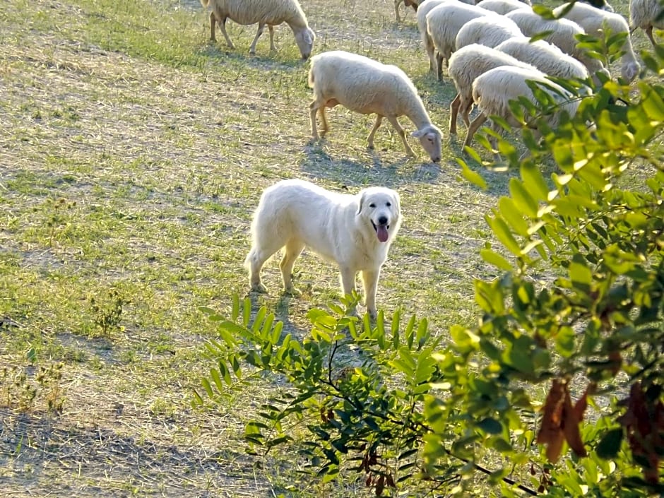 Piccolo Gesto d'Affetto