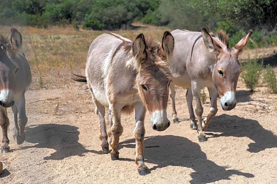 B&B Terra e Smeralda