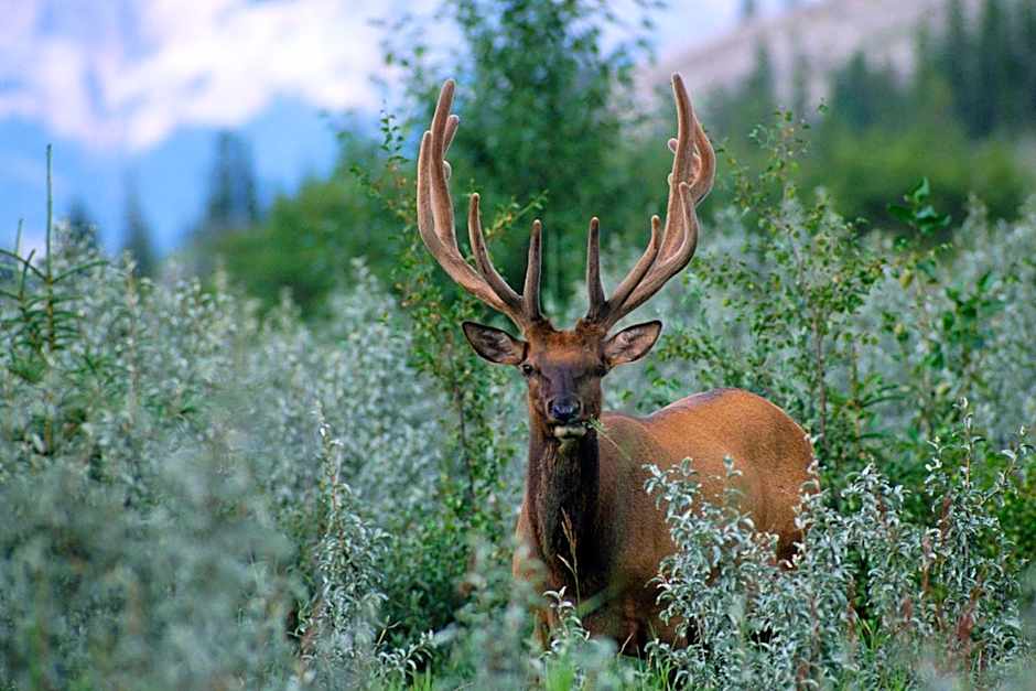 Falcon Crest Lodge by CLIQUE