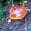 vakantieverblijf Nature