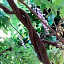 Tilia