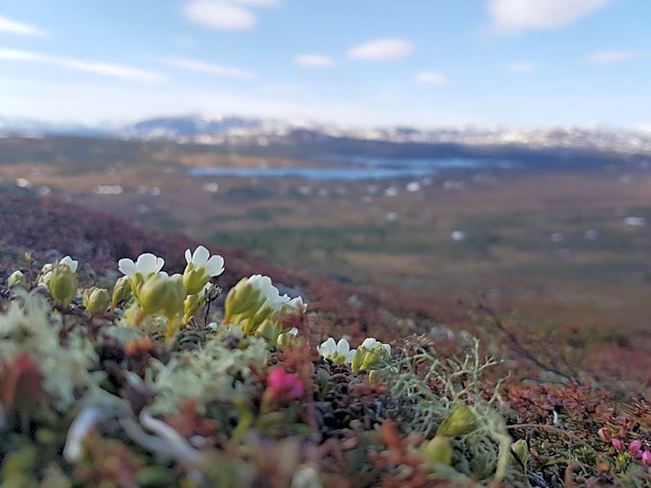 Renfjällsgården
