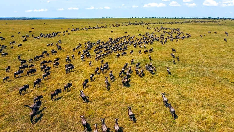 Africa Safari Serengeti Ikoma