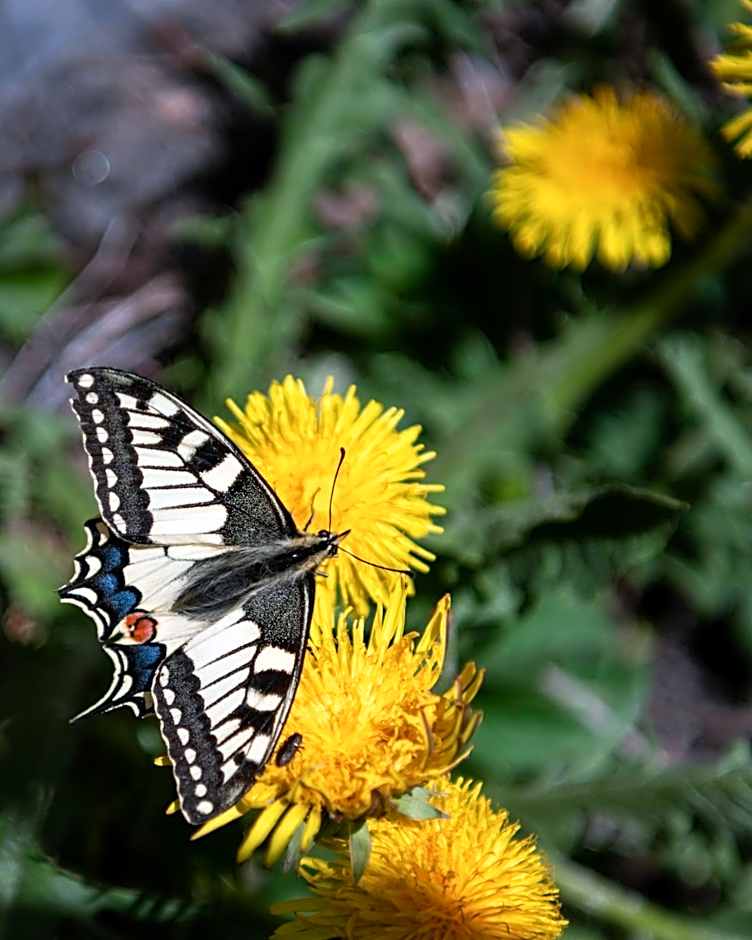 Casa Pasch - Boutique Bed and Breakfast in Cumpadials