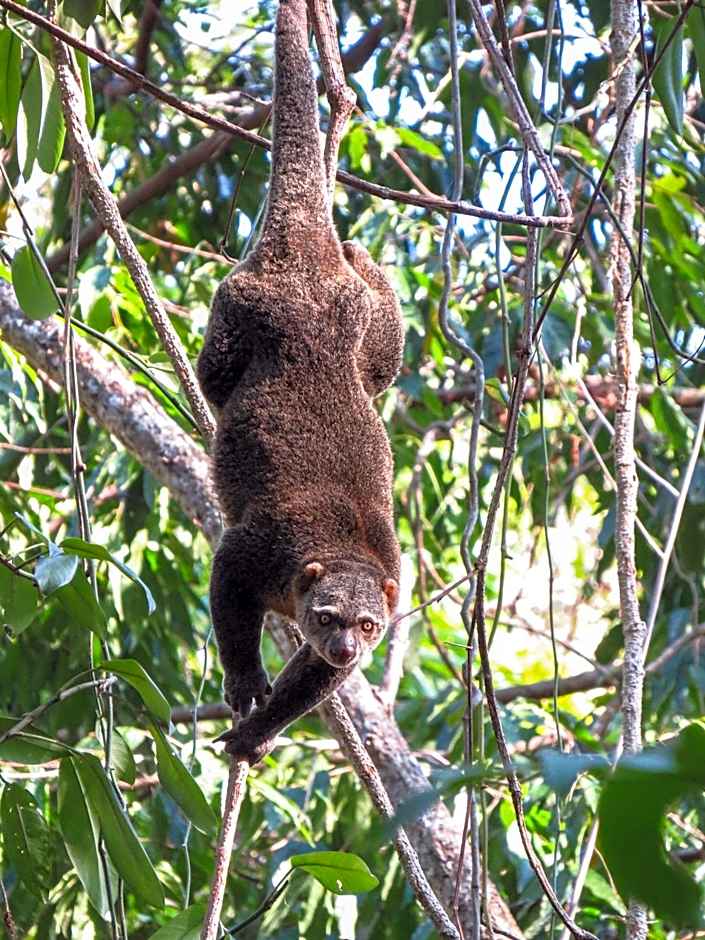 Tangkoko Ranger Homestay