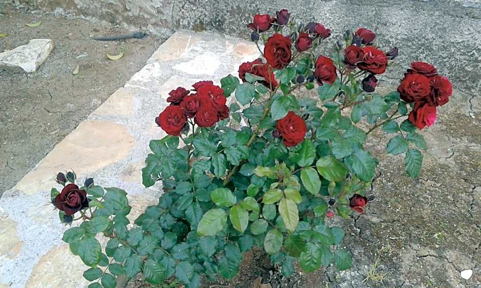 CHA Nanakas Village Inn