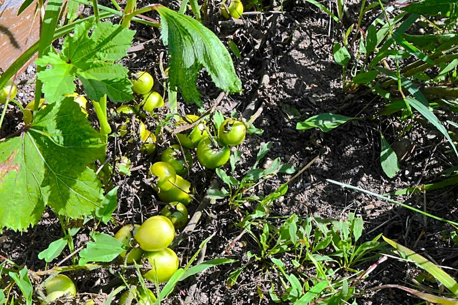 The Lodge at Jackson Village