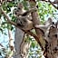 Magnetic Island Bed and Breakfast