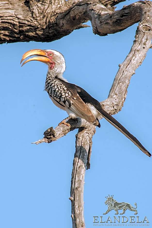 Elandela Private Game Reserve and Luxury Lodges Pty Ltd