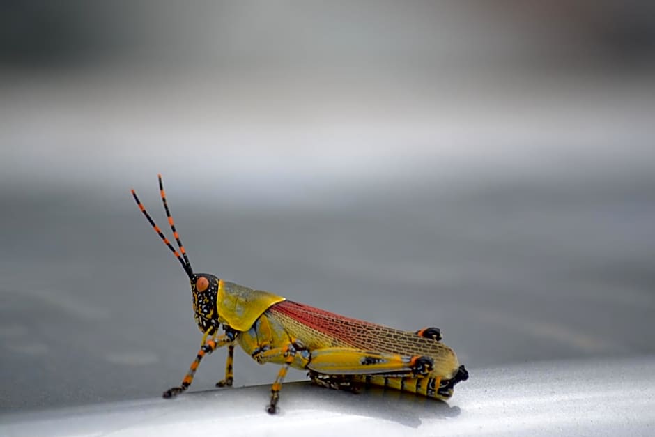 White Elephant Safaris