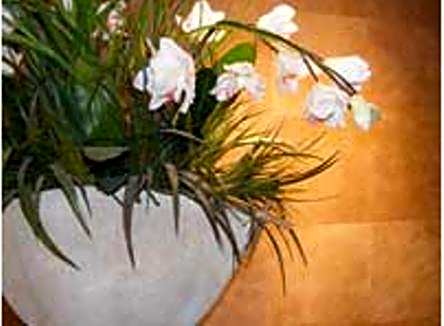 Terra Vive Suites & Apartments