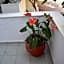 Galanis Studios and Apartments