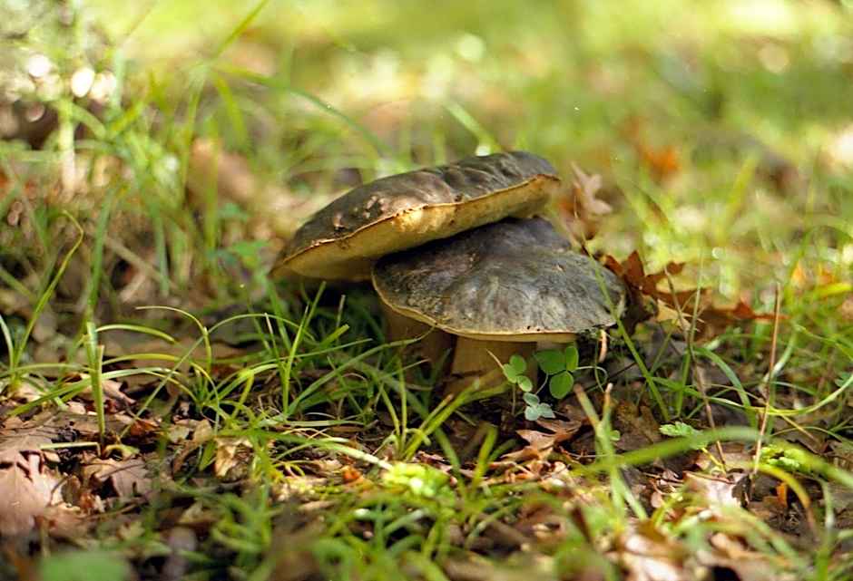 Villaggio dei Balocchi